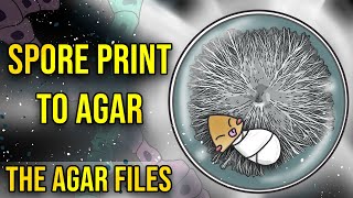 The Agar Files  Spore Print to Agar Intro to Agar [upl. by Ymot]