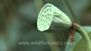 Fruit and unripe seed pod of lotus or Nelumbo nucifera [upl. by Dannica]