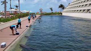 Hyatt Ziva Cancun Dolphins Dolphinarium Delphinus Punta Cancún at Hyatt Ziva April 2021 2 [upl. by Hsetim]