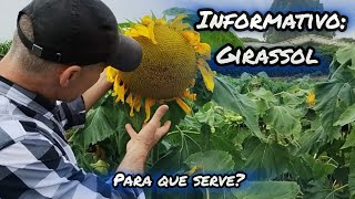 INFORMATIVO TÉCNICO GIRASSOL Para que serve [upl. by Bussy333]