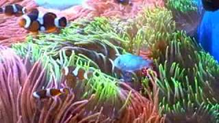 Enchanted Aquarium  Clownfish and Anemone dominated tank reef aquarium [upl. by Refinneg747]