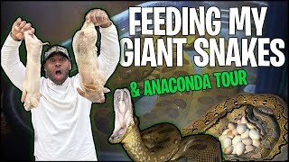 FEEDING MY GIANT SNAKES amp A FULL ANACONDA TOUR  THE REAL TARZANN [upl. by Ardyth]