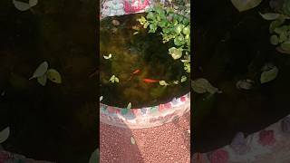 ✨ 3 koi fish playing in the fish pond 🤩fish song ponds koi pondfish 💥AnucontentBox 🥰 [upl. by Nrek]