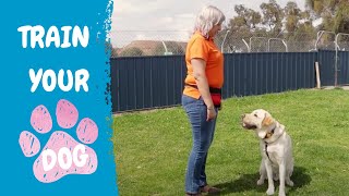 FREE DOG TRAINING SERIES – Lesson 1 how to teach your dog to sit and drop [upl. by Soule878]