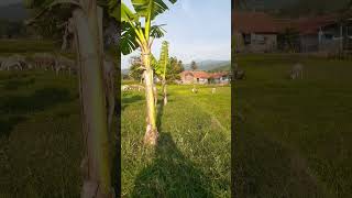 Feeding sheeps beginer gardening englishlearning nature garden future benefits travel [upl. by Nicolau292]