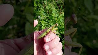 nature insects caucasus amazing animals shorts [upl. by Anyad]