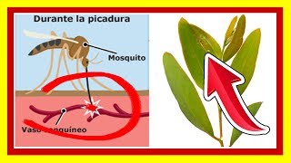 ✔ Como Usar el Eucalipto para EVITAR QUE TE PIQUEN LOS MOSQUITOS  Repelente de EUCALIPTO [upl. by Nilhsa]