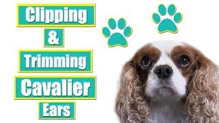 Grooming Cavalier King Charles Spaniel Ears [upl. by Keiko]