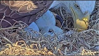 WATCH Baby Eagles expected to hatch in Dulles Virginia [upl. by Xxam]