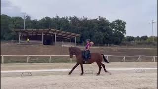 Cheval à vendre  Yegua Donnerhall Doma clásica Juveniles 1  Vidéo 4  equirodicom [upl. by Gapin]