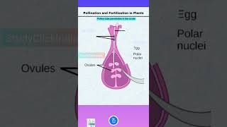 Pollination and Fertilization in Angiosperms  Pollen tube formation in Plants [upl. by Anyehs]