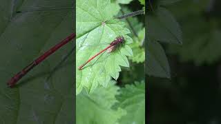 A beautiful Large Red Damselfly devouring a Caddisfly for lunch [upl. by Kristina]