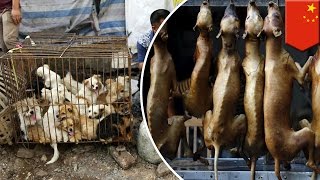 Yulin dog meat festival activists urge China to ban annual dog eating festival  TomoNews [upl. by Tse]