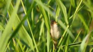 Eurasian Reed Warbler singing  Teichrohrsänger singt [upl. by Strep]