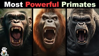 10 Most Powerful Primates In The World [upl. by Atelahs506]