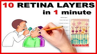 Retinal Layers in 1 minute  Mnemonic series  13 [upl. by Bumgardner]