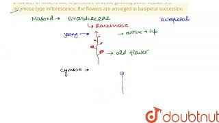 Assertion A The inflorescence in mustard shows indefinite growth and bears a number of flowe [upl. by Aielam]