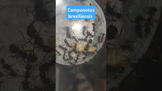 Giving my camponotus brasiliensis food ants feeding camponotus [upl. by Entruoc867]