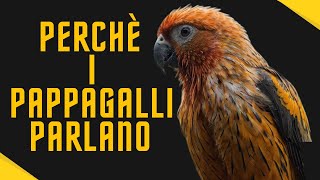 Come Parlano i Pappagalli 🦜 Le Razze Più Parlanti Spiegate [upl. by Baudoin]