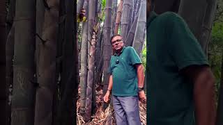 ভুদম poaceae wildlife lifesciences bamboo ভুদমবাঁশ botany dendrocalamusgiganteus [upl. by Tsew]