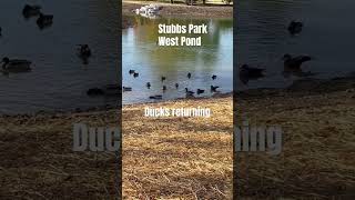 Ducks back in the West pond at Stubbs Park stubbspark centerville ohio o [upl. by Hanan]