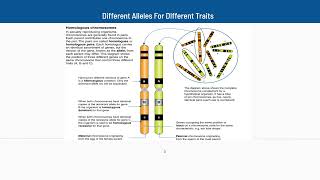 22 Different Alleles For Different Traits [upl. by Ydnim]