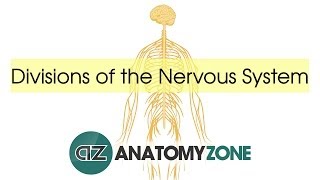 Divisions of the Nervous System  Neuroanatomy Basics [upl. by Baiss]