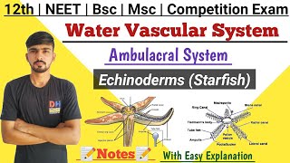 Water Vascular System In Hindi  Echinoderms Starfish  Ambulacral System  By Dadhich Sir [upl. by Lucey]