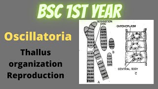 Oscillatoria  Thallus Structure and Reproduction  ultra structure of Green Algal cell prokaryotic [upl. by Peery]