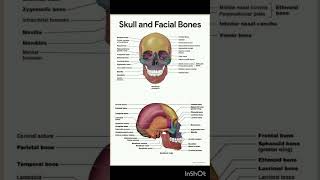 Skull and facial bones anatomy anatomy skull [upl. by Huntington]