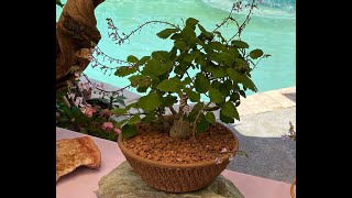 Plectranthus Succulent Unique Mint Plant  Episode 128 [upl. by Sesiom]