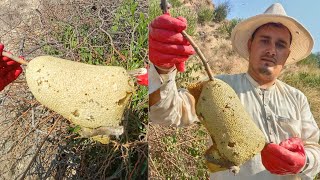 Another 14 kg of honey was found that day honey from Apis flora bees [upl. by Kriste850]