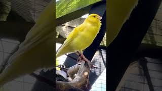 Bird Sounds  Canary Bird Singing  Bird Song bird birds [upl. by Alledi400]