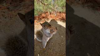 An adorable squirrel catches a walnut😍🐿️ squirrelwhisperer melgsbackyardsquirreling [upl. by Alig]