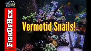 The Dreaded Vermetid Snail And How I Got Them  Now What [upl. by Yelrebma]