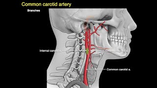 Arteries of the neck [upl. by Aicirpac826]