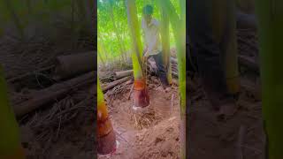 Royal palm plants youtubeshorts trandingshort viralvideo bismillah nursery [upl. by Adel215]