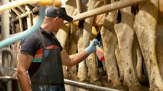 The milking process explained by Kildare dairy farmer Stephen Byrne [upl. by Eillime630]