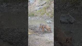 KAMERADAN KORKUP KAÇAN ÇAKAL GERİ GELİYOR youtubeshorts keşfet çakal jackal wildlife nature [upl. by Shiller]