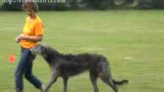 Dancing Deerhound Training [upl. by Nitsuga541]