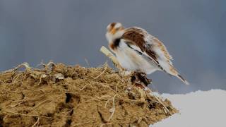 Schneeammer Plectrophenax nivalis [upl. by Adyeren297]