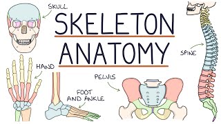 Anatomy of the Skeleton [upl. by Aeresed730]