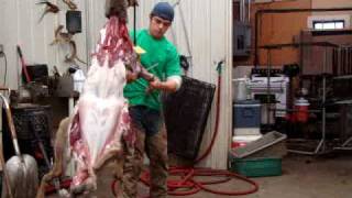 Whitetail Doe Skinning in 1 Minute [upl. by Ijan]