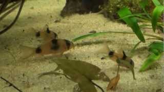 AfricanCichlidsnet Corydoras weitzmani [upl. by Ahsian]