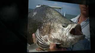 2392808138  10000 Islands Fl Backwater Fishing Charters  Capt Tim Daugherty [upl. by Klingel]