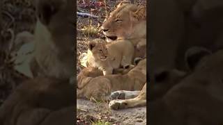 Cute Baby Lions With their beautiful mom Baby Lion Shorts [upl. by Naasah139]