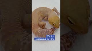 😱😳What Is On My Gecko Is He Ok leopardgecko shedding gecko reptile petgecko funpet sun [upl. by Metcalf]