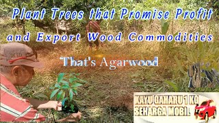 Plant Trees that Promise Profit and Export Wood Commodities Thats Agarwood [upl. by Arreip]