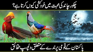 Interesting Facts Facts National Bird Of Pakistan Chakor In Urdu Hindi [upl. by Ynes]