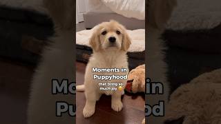 Sweet Moments of Puppyhood 🥹 dogshorts goldenretriever puppies puppyvideos dogs puppy [upl. by Olonam72]